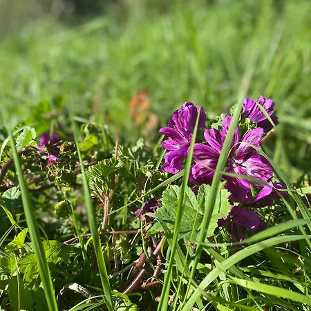 Campo de lujo Le Fleur Sauvage *