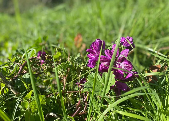 Campo de lujo Le Fleur Sauvage *